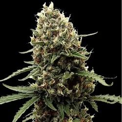 Runtz Auto Cannabissamen 3 Stück