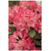 Pflanzen Für Dich Rhododendron yakushimanum 'Sneezy', rosa Blüten, 40–50