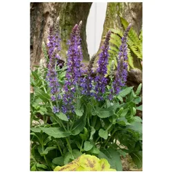 Salvia nemorosa 'Sensation Sky Blue', Ziersalbei, hellblau, ca. 9x9 cm Topf