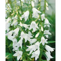 Pflanzen Für Dich Campanula sarmatica, Glockenblume ca. 9x9 cm