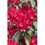 pflanzen-für-dich.de - Rhododendron-hybride 'red Jack' Rhododendron Hybr.'red Jack' C12 60- 70