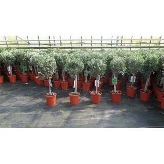 grünwaren Olivenbaum Stamm Olive 80 - 100 cm hoch, beste Qualität, Olea Europaea
