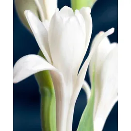 YODEYMA Tendenze Eau de Parfum 50 ml