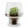eva solo Blumentopf für Sukkulenten 15 cm aus Glas