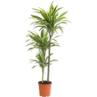 Dehner Drachenbaum Lemon Lime, Grün, Hellgrün