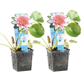 Bloomique - 2er Set - Nymphaea Attraction - Rote Seerose - Zone 4 - Teichpflanzen Winterhart - Wasserpflanzen - Höhe 20-30 cm - Topf 11 cm