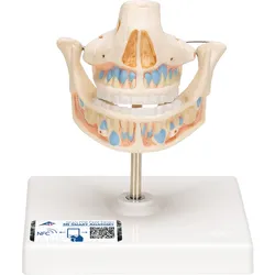 Milchgebiss Modell mit Anlagen der bleibenden Zähne - 3B Smart Anatomy