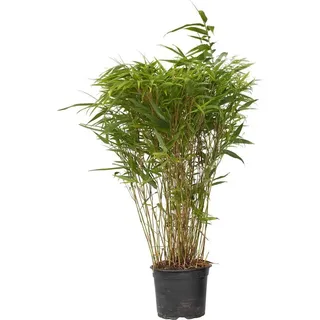 Plant in a Box - Bambus - Fargesia nitida 'Gansu' - Höhe 50-70cm - Topf 17cm