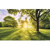 KOMAR Fototapete Vlies Golden Moment 400 x 250 cm