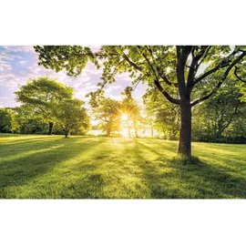 KOMAR Fototapete Vlies Golden Moment 400 x 250 cm