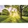 KOMAR Fototapete Vlies Golden Moment 400 x 250 cm