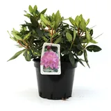 Pflanzen Rhododendron Goldflimmer 5 l Container