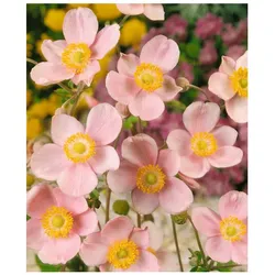 Anemone hupehensis 'Ouvertüre', Herbst-Anemone, rosa, ca. 9x9 cm Topf