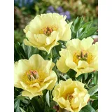 Pflanzen Für Dich Paeonia Garden Trasure Pfingstrose 5-7,5 Liter Container