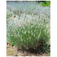 Pflanzen Für Dich Lavandula angustifolia 'Nana Alba', Lavendel, weiß,