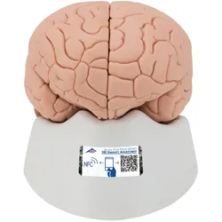 Menschliches Gehirnmodell, 4-teilig - 3B Smart Anatomy