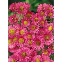 Pflanzen Für Dich Aster novae-angliae 'Alma Pötschke', Herbstaster, pink,