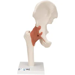 Funktionales Hüftgelenkmodell - 3B Smart Anatomy