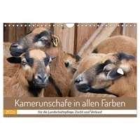 Calvendo Kamerunschafe in allen Farben (Wandkalender 2026 DIN A4