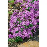 PlantaPro Phlox subulata 'Purple Beauty' 9x9 cm Topf – Winterhart, Mehrjährig, Pflegeleicht – Polsterphlox – Bodendecker für Steingarten & Beetkante