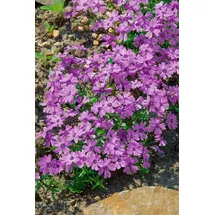 PlantaPro Phlox subulata 'Purple Beauty' 9x9 cm Topf – Winterhart, Mehrjährig, Pflegeleicht – Polsterphlox – Bodendecker für Steingarten & Beetkante