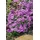 PlantaPro Phlox subulata 'Purple Beauty' 9x9 cm Topf – Winterhart, Mehrjährig, Pflegeleicht – Polsterphlox – Bodendecker für Steingarten & Beetkante