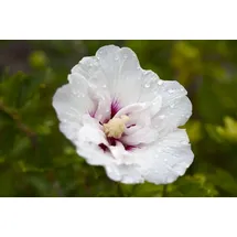 PlantaPro Hibiscus syriacus 'Pinky Spot' 80–100 cm – Winterhart, Mehrjährig, Pflegeleicht – Garteneibisch – Heckenpflanze für Garten & Sichtschutz