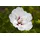 PlantaPro Hibiscus syriacus 'Pinky Spot' 80–100 cm – Winterhart, Mehrjährig, Pflegeleicht – Garteneibisch – Heckenpflanze für Garten & Sichtschutz