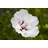 PlantaPro Hibiscus syriacus 'Pinky Spot' 80–100 cm – Winterhart, Mehrjährig, Pflegeleicht – Garteneibisch – Heckenpflanze für Garten & Sichtschutz