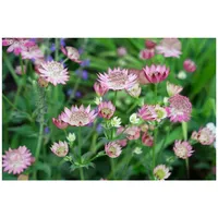 Pflanzen Für Dich Astrantia major 'Rosea', Sterndolde, rosa, ca.