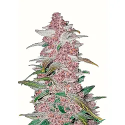 Blackberry Auto | Autoflowering Hanfsamen von Fast Buds | 3 Hanfsamen