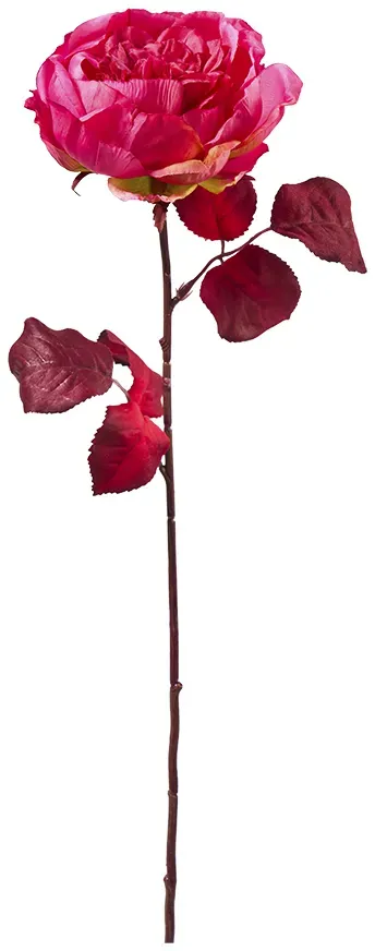 Rose 65cm beauty