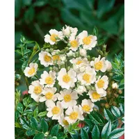 Pflanzen Für Dich Rosa arvensis, Feldrose, weiß, 40–60 cm