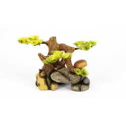 aquatlantis Bonsai auf Stein
