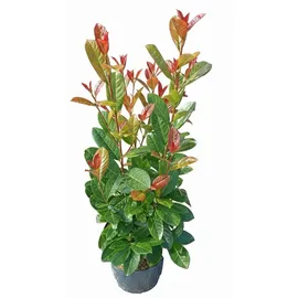 pflanzen-boering 10x Kirschlorbeer Genolia® 60-80 cm - Immergrüne Heckenpflanzen - für - Sichtschutz Pflanzen schnel...