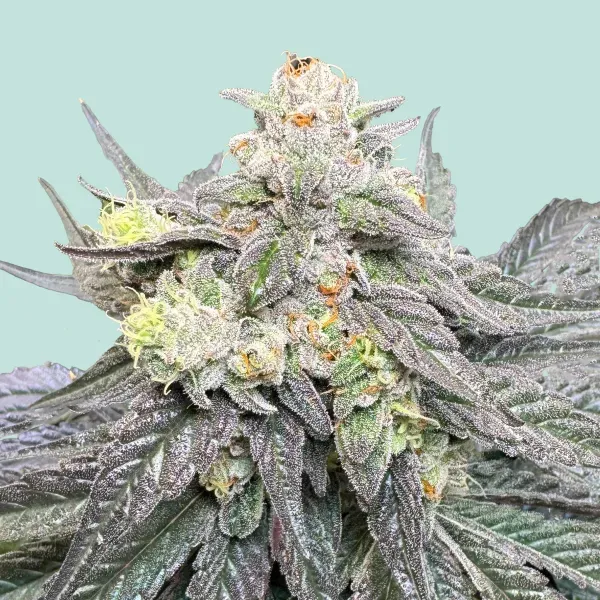 Mainhattan Seeds BHNHFSVRTL 3 Samen