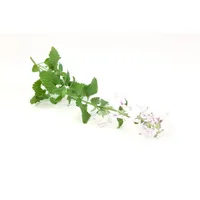 Pflanzen Für Dich Nepeta cataria ssp. citriodora, Zitronen-Katzenminze, ca.