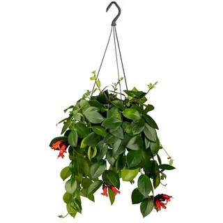 Piardino Schamblume  (Aeschynanthus, Topfgröße: 15 cm)