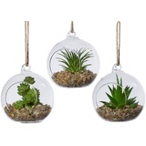 Creativ green Kunstpflanze »Sukkulenten«, im Set, im Glasgefäß, grün
