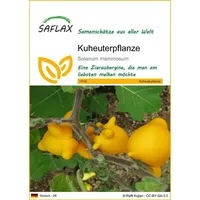 SAFLAX - Kuheuterpflanze - 10 Samen - Solanum mammosum