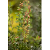 Pflanzen Für Dich Berberis buxifolia 'Nana', Polster-Berberitze, kompakt, 25–30