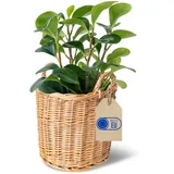 Creative Home Blumentopf Pflanzkasten Weidenblumentopf, Blumenkasten ähnlich wie Rattan, Weidenkorb für Topfblumen beige