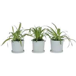Plant in a Box Chlorophytum comosum 'Atlantic' - Grünlilie 3er Set Höhe 25-40cm
