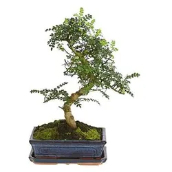 Bonsai Szechuan-Pfeffer - Zanthoxylum piperitum, Dunkelgrün