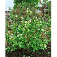 Pflanzen Für Dich Weigela middendorffiana, gelb blühend, 60–100 cm