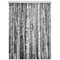 Lichtblick Seitenzugrollo Klemmfix Motiv Birken 45 x 150 cm schwarz/weiß