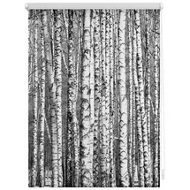 Lichtblick Seitenzugrollo Klemmfix Motiv Birken 45 x 150 cm schwarz/weiß