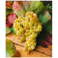 Vitis vinifera, Weinrebe, weiß, 80–100 cm