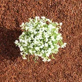 Premium Pinie 600 Liter fein 0-8 mm (10 x 60 Liter) Pinienrinde: Der besondere Rindenmulch