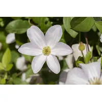 Pflanzen Für Dich Waldrebe 'Huldine' Clematis viticella 'Huldine' Kletterpflanze